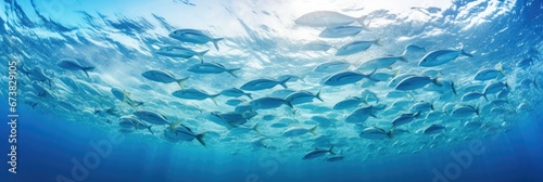 Sea fish in large quantity underwater in tropical sea.