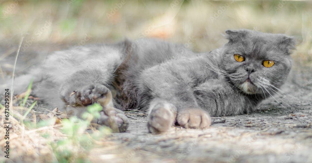 gray cat Scottish fold lies in the dry grass