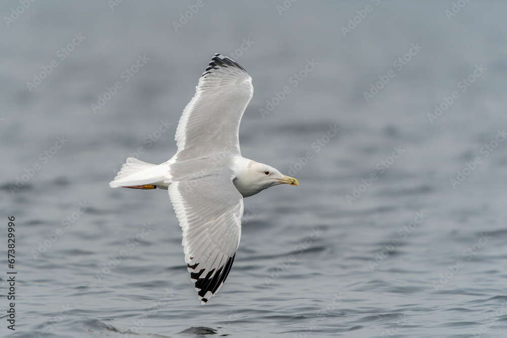 The yellow-legged gull (Larus michahellis) in flight. Oder delta in Poland, europe. Blue background.                                                                 