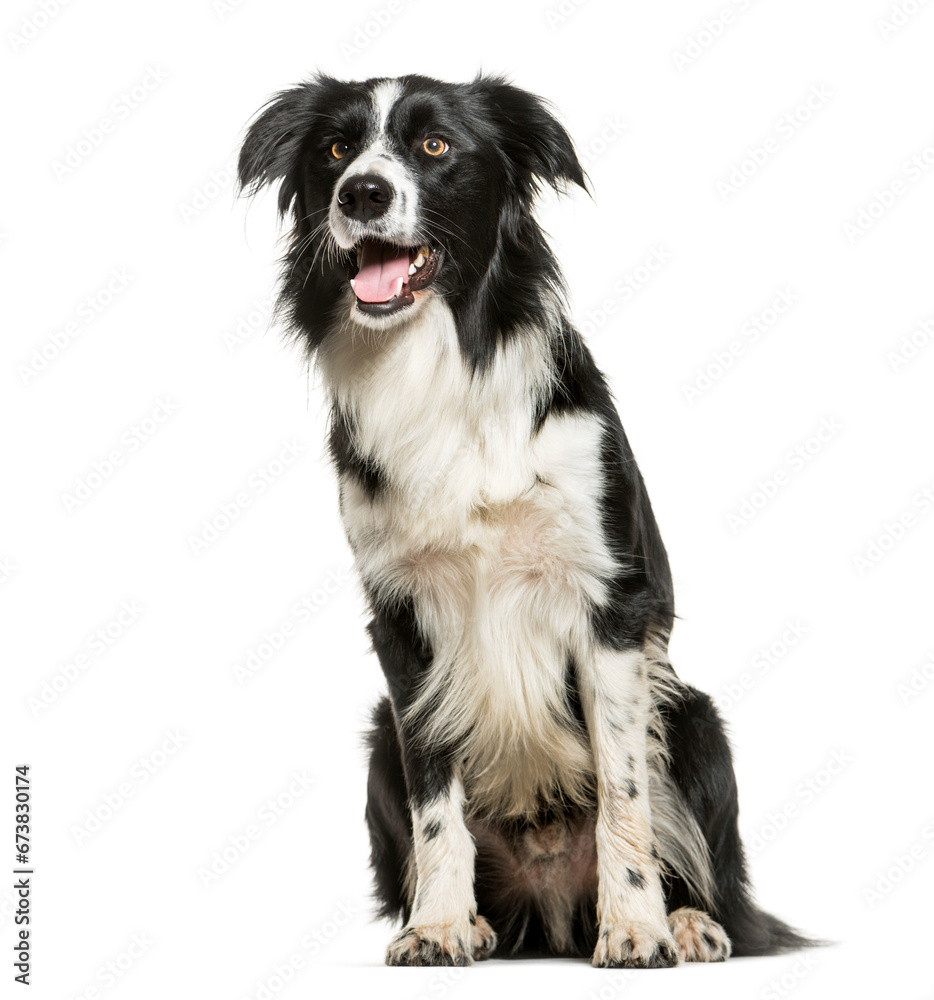 Sitting and Panting Border Collie, Dog, pet, cut out