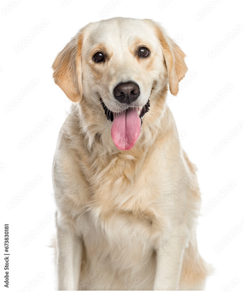 Close-up of a mixed-breed Dog panting, cut out