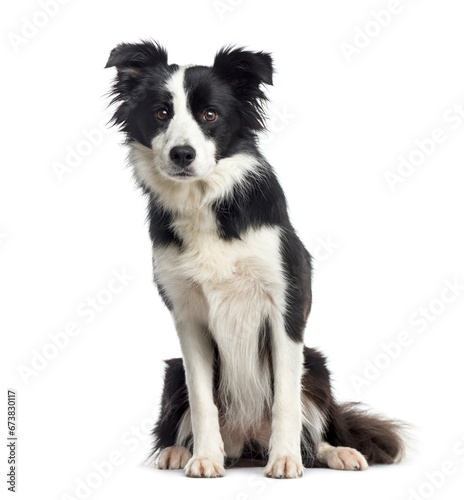 Black and white Border collie Dog sitting in front of the camera, cut out © Eric Isselée