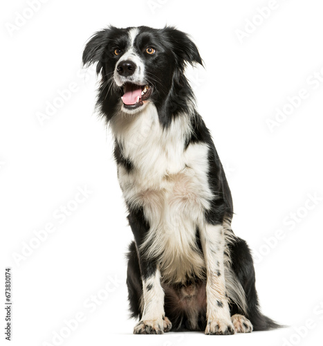 Sitting and Panting Border Collie, Dog, pet, cut out