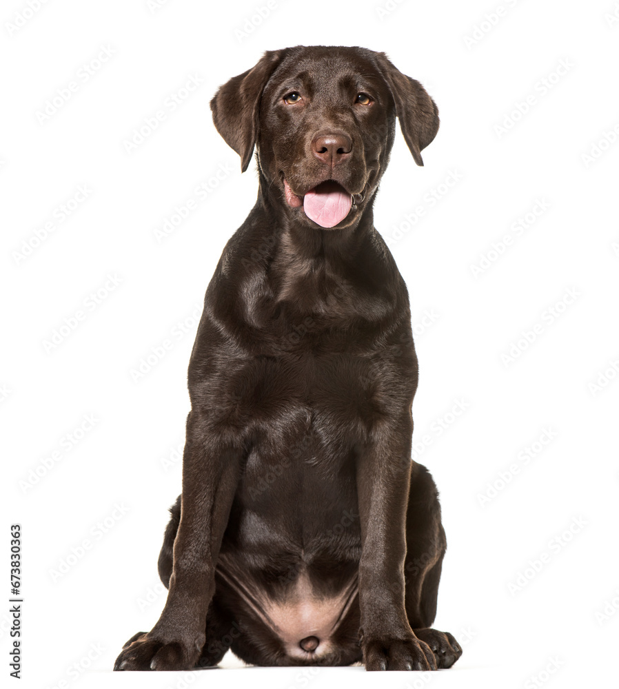 Labrador Retriever dog, sitting and panting, cut out