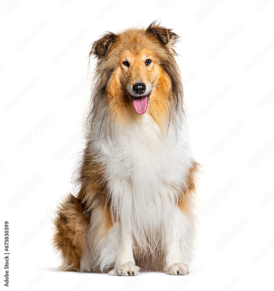 Long-Haired Collie dog isolated on white