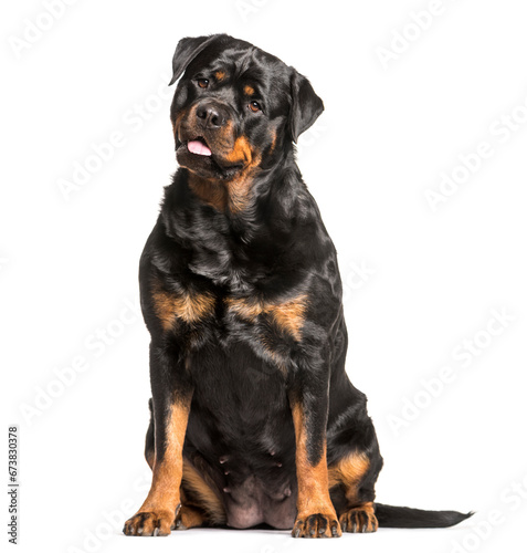 Rottweiler dog sitting  cut out