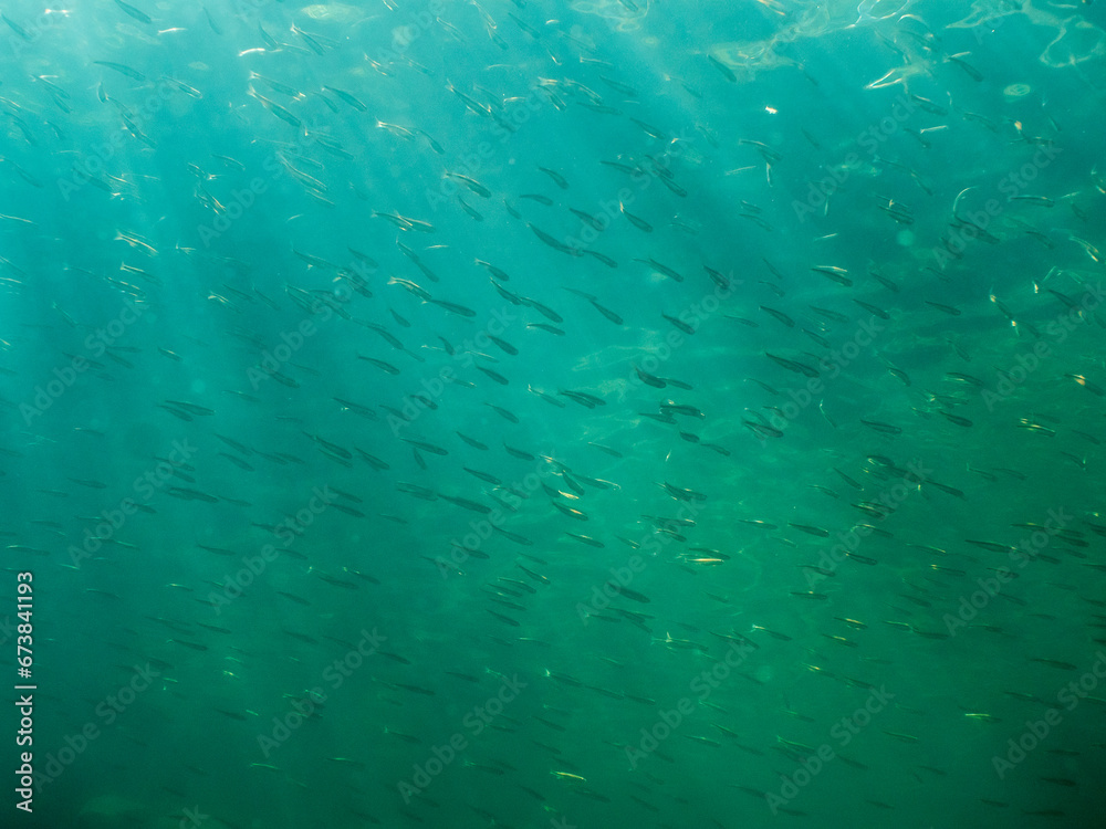 Dense school of common minnow fish swimming in clear-watered lake.