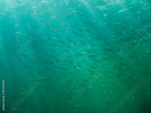 Foto Dense school of common minnow fish swimming in clear-watered lake