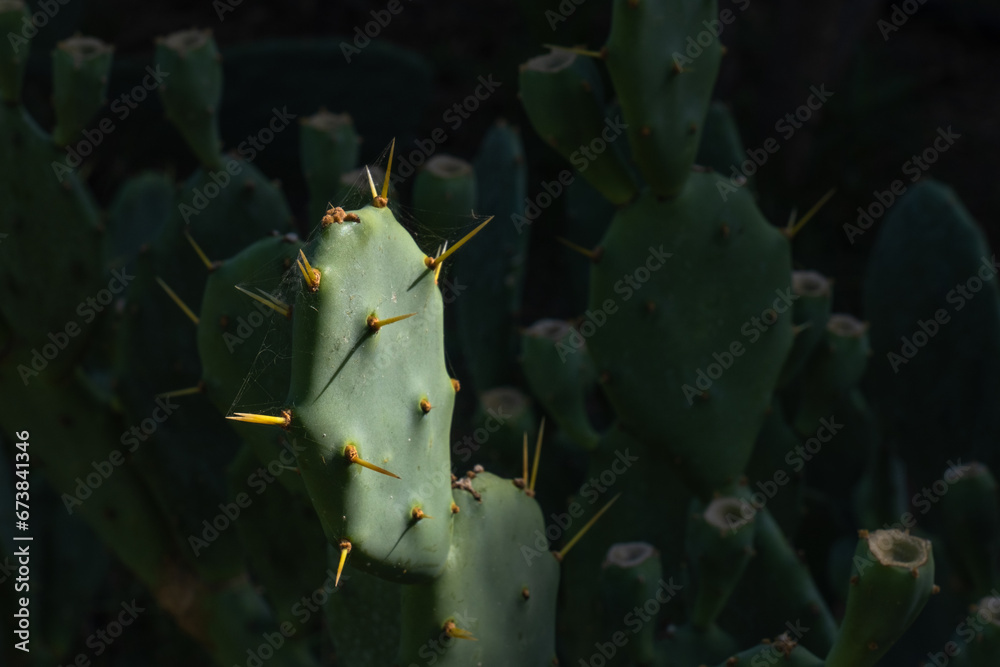 cactus leaf and long thorns it. Opuntia humifusa. cactus leaf and long thorns it. Opuntia humifusa.