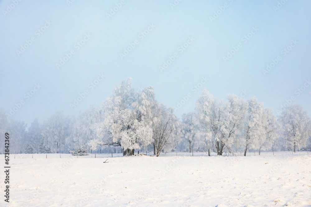 Hoarfrost on the trees on a cold winter day by a field