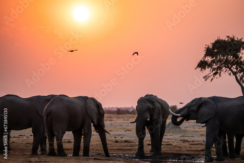 Elefantenherde am Wasserloch bei Sonnenuntergang (Savuti, Chobe Nationalpark in Botswana) photo