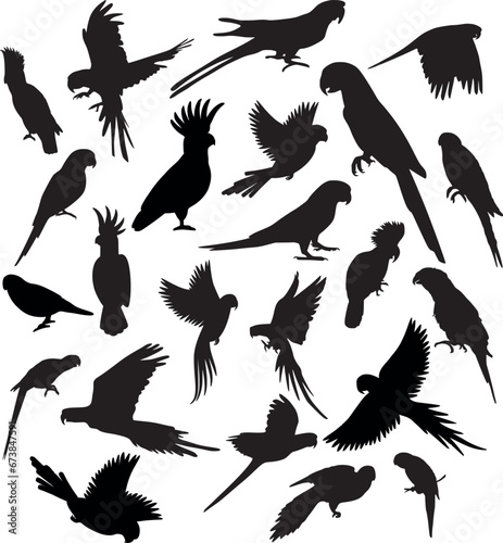Set of different parrot bird silhouette. Vector illustration parrots isolated on white background photo
