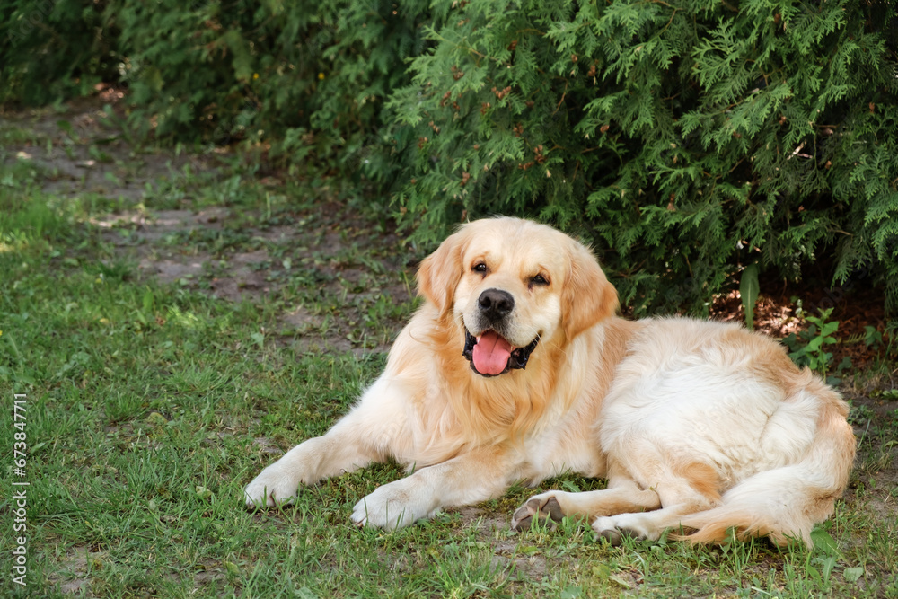 Cute smiling golden retriever dog lying in the shadow of backyard looking at camera. Domestic pet smile. Relaxing animal. The kindest breed. The best friend concept. Big puppy lifestyle