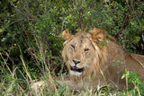 Löwenmännchen in der Masai Mara in Kenia