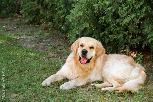 Cute smiling golden retriever dog lying in the shadow of backyard looking at camera. Domestic pet smile. Relaxing animal. The kindest breed. The best friend concept. Big puppy lifestyle