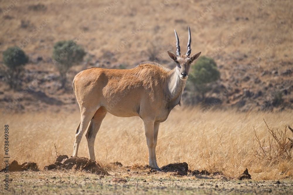Naklejka premium Side view of large common eland cow