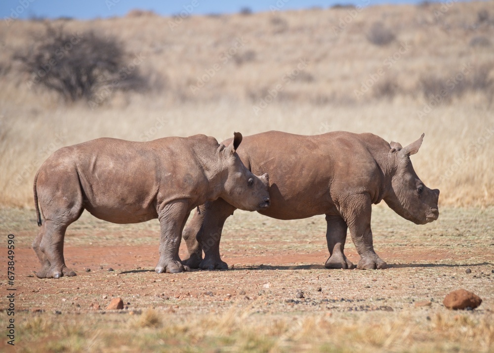 Side view of two rhinoceros calves Side view of two rhinoceros calves