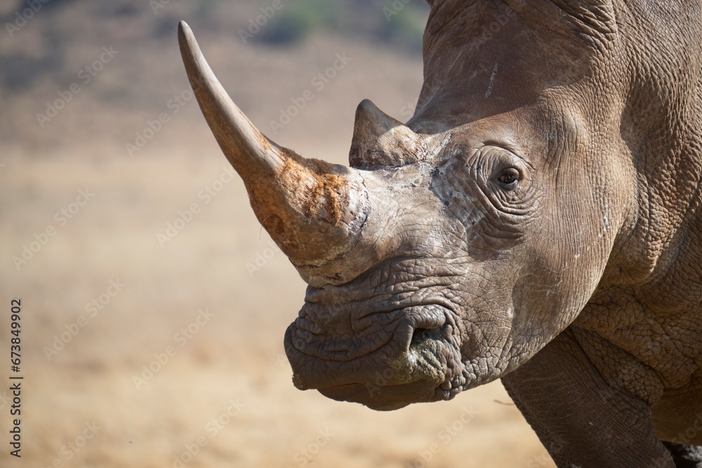 Close-up portrait of a rhinoceros - obrazy, fototapety, plakaty 