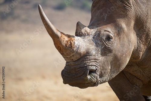 Close-up portrait of a rhinoceros photo