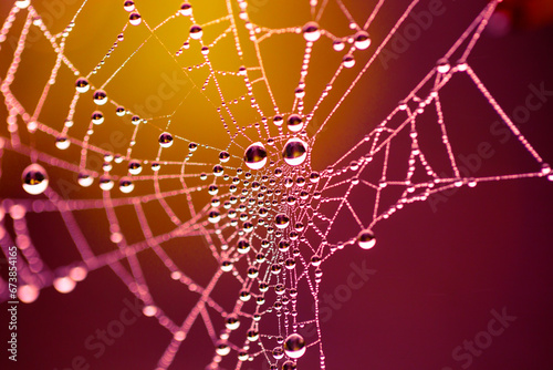 Vibrantly coloured rainy spiderweb