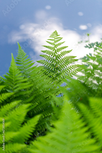 Eagle ferns (Pteridium aquilinum) with water in background