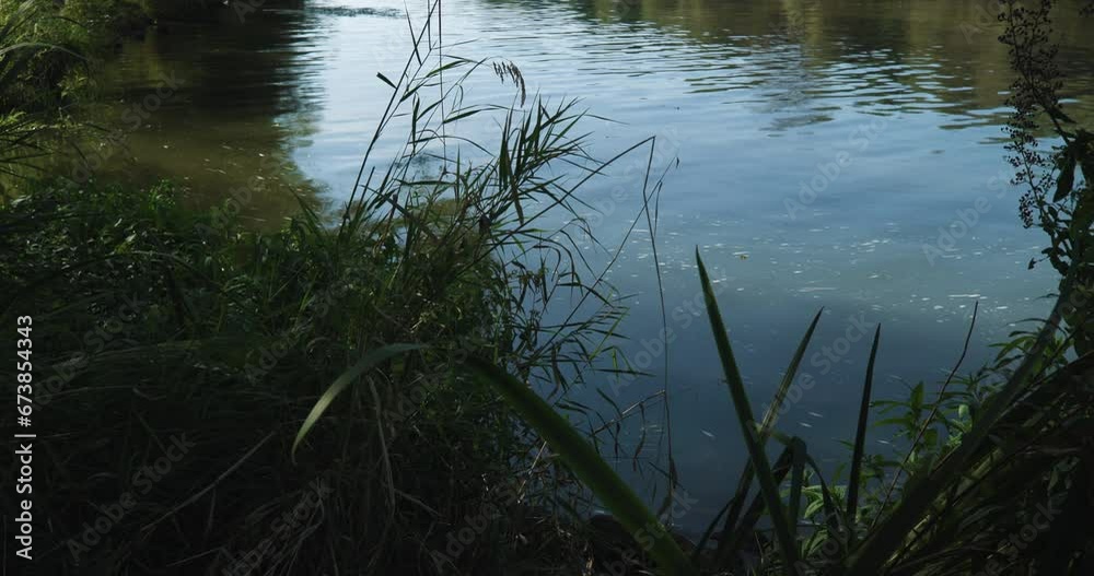 Peaceful bed of flowing river, green overgrown river banks, nature, sunny day, slow motion. Peaceful bed of flowing river, green overgrown river banks, nature, sunny day, slow motion.