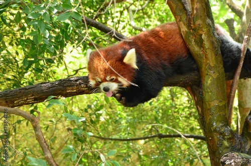 Adorable red panda hanging on a tree branch in a lush, green forest