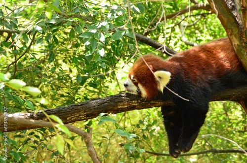 Adorable red panda hanging on a tree branch in a lush, green forest