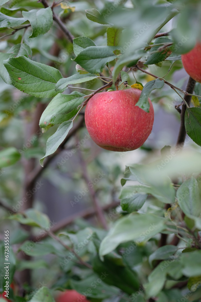 red apples on a branch red apples on a branch