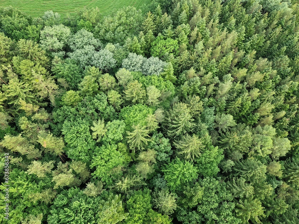 Wald aus der Vogelperspektive