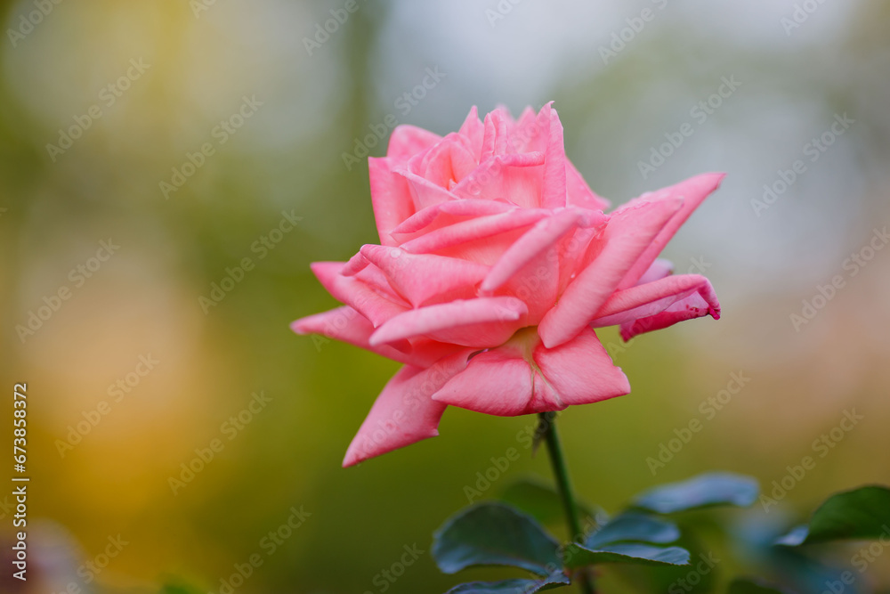 Beautiful rose in the garden, natural background. Natural background with a rose.