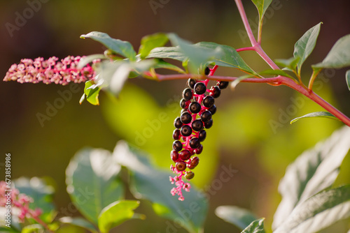 American Phytolacca ( lat. Phytolacca americana ) is a perennial herbaceous plant