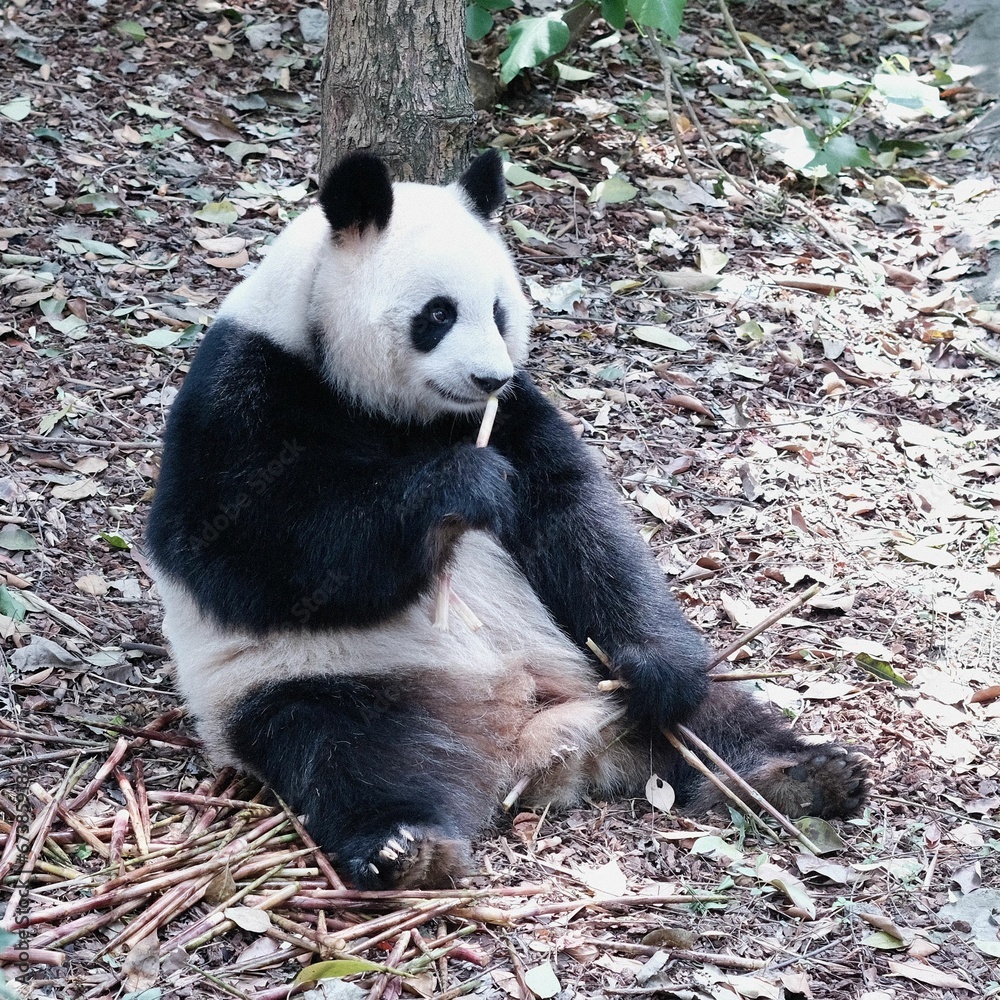 a panda bear is eating a bamboo stalk on the ground a panda bear is eating a bamboo stalk on the ground