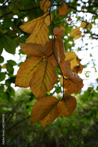Blätter photo