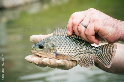 Fototapeta Naklejka Na Ścianę i Meble -  Close-up of a person holding a freshly-caught Tilapia fish in their hands