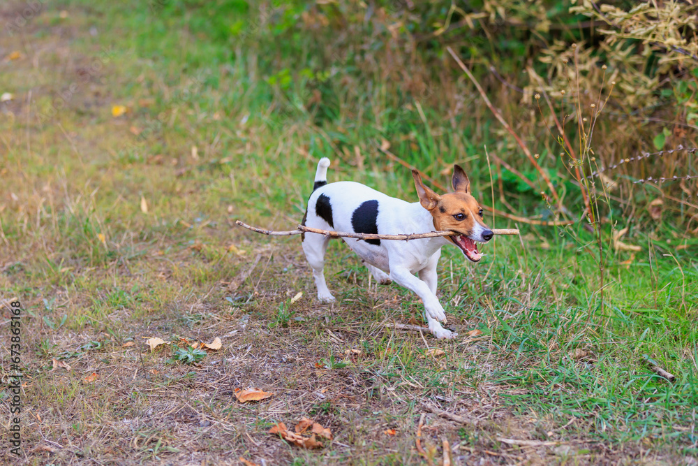 Cute Jack Russell Terrier dog in the process of training. Pet portrait with selective focus and copy space