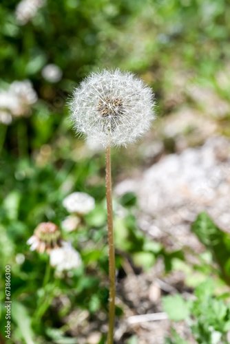 Common Dandelion