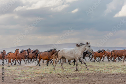 The dust kicked up by hundreds of wild horses in arid lands witnessed interesting scenes. © Ali