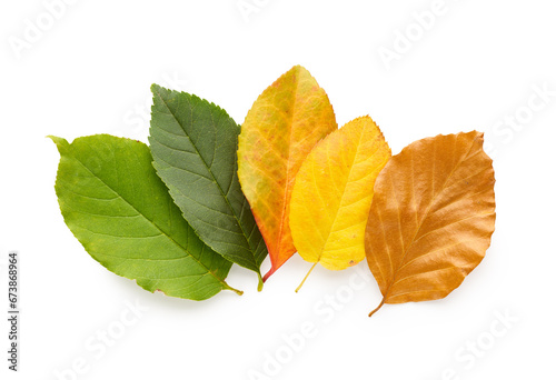 Set of fallen autumn leaves isolated on white background