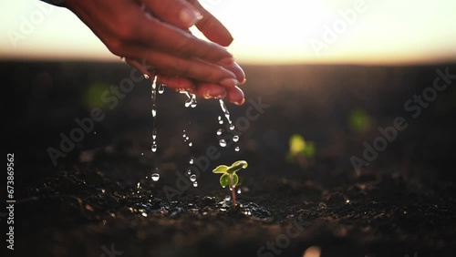 Wet hand of woman pouring just planting little sprout on agricultural field at sunset. Concept of growth, care, sustainability, protecting earth, ecology, green environment, gardening, spring works.
