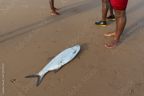 Tarpon fish, megalops atlanticus, in the beach sand, caught by fishermen. Sea food. photo