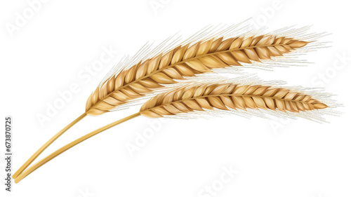 Transparent Background Wheat Ear