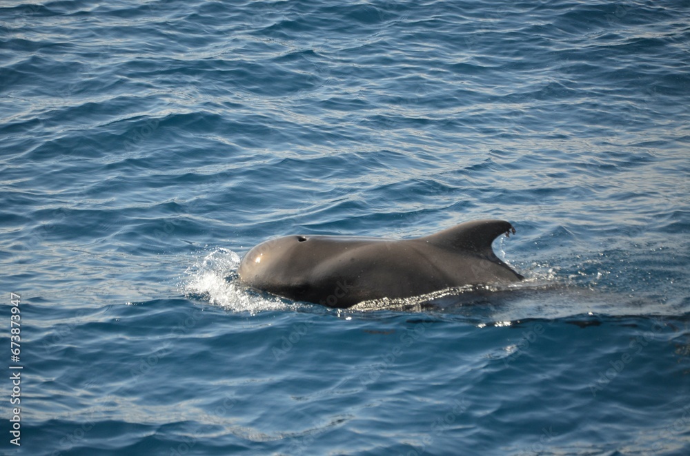 Obraz premium Wild delphins near Tenerife swimming