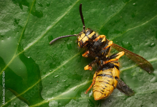 Common Wasp (Vespula vulgaris)  - cold, wet and miserable