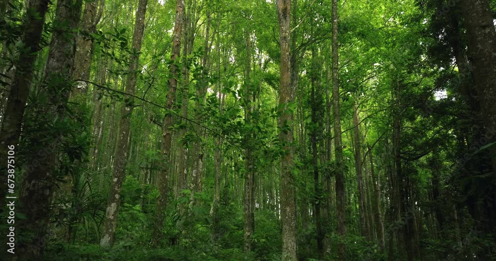 Tropical forest interior. Background of a rainforest. Drone view of Bali. Tropical forest interior. Background of a rainforest. Drone view of Bali.