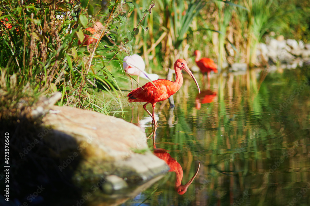 Naklejka premium Many pink scarlet ibises in zoological park in Paris