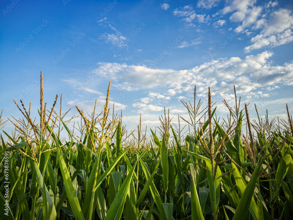 Obraz premium Corn field in summer