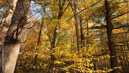 Autumn Fall colors in mountain landscape on hillside with trees in later afternoon sunshine on warm day in Autumn with nature and solitude in the forest with just a gentle breeze to be heard