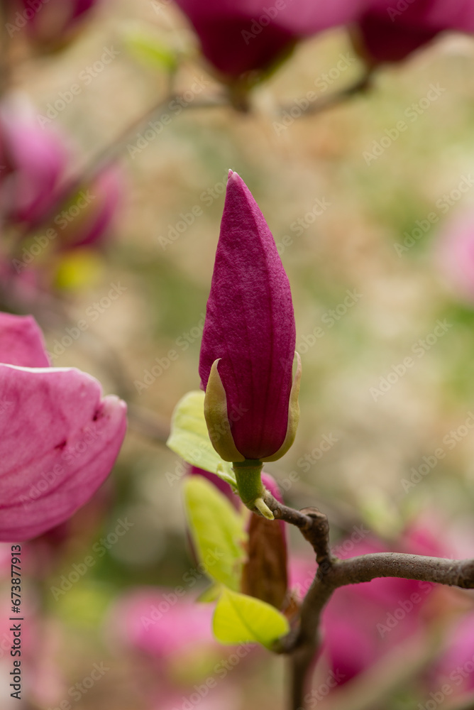 Beautiful magnolia tree blossoms in springtime. Jentle magnolia flower against sunset light. Romantic creative toned floral background. Beautiful magnolia tree blossoms in springtime. Jentle magnolia flower against sunset light. Romantic creative toned floral background.