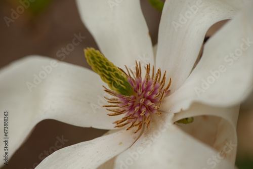 Close up of a pistil of magnolia flower. Macro photo of Beautiful Magnolia Flower blossoming in the spring garden. Romantic creative toned floral background.